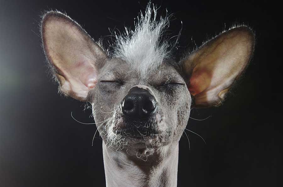 Hairless dogs; Prophecy by Sophie Gamand