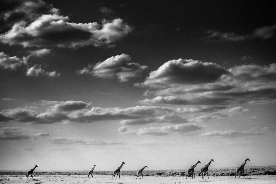 Laurent Baheux - Caravan, Kenya 2013 - 900 x 600 - 72 dpi