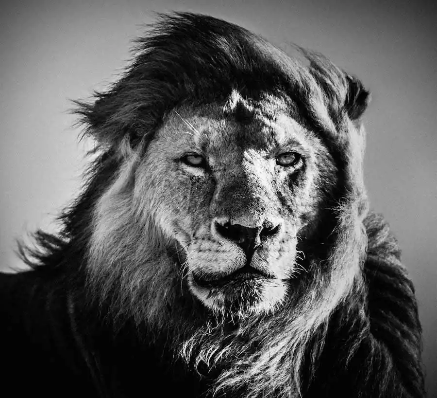 Africa by Laurent Baheux