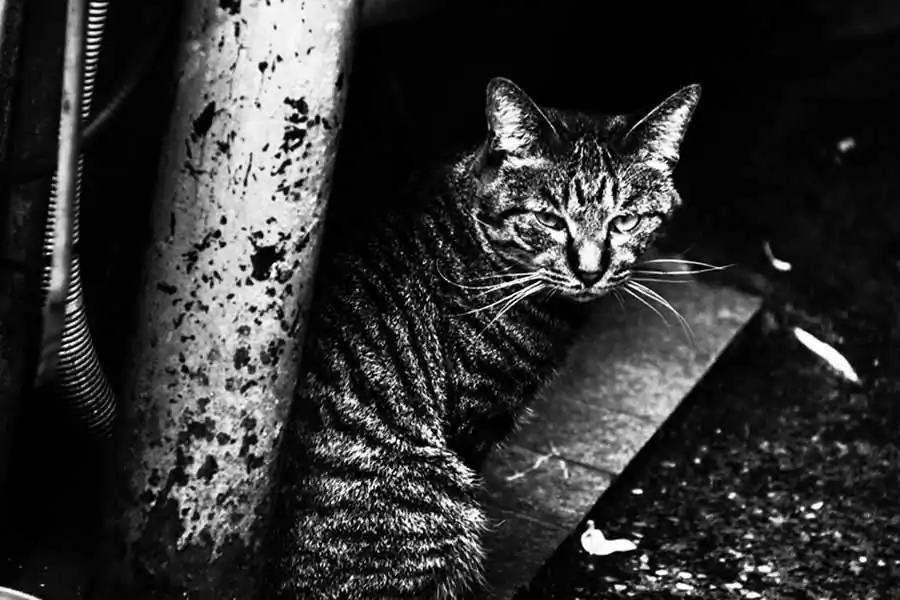 Time15#060_900x72dpi_(C) Osamu Jinguji