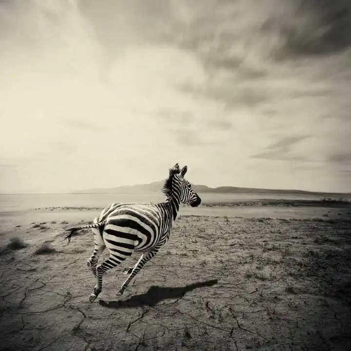 Wildest dreams; Wasteland by Vanessa Paxton