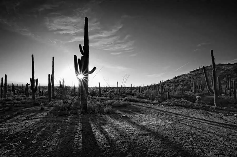 Mojave; The Lure of the Desert by Steve Silverman