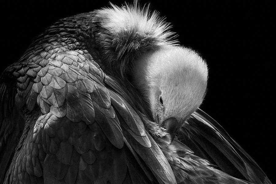 the_vulture photography of animals / Wolf Ademeit