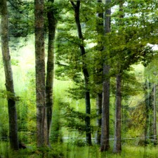 Forest 1-Anne Hoerter