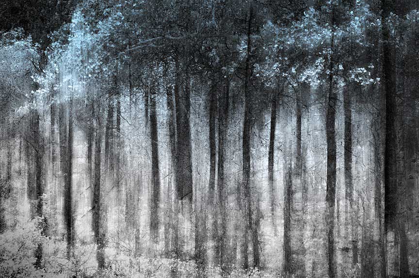 Ghost_Forest