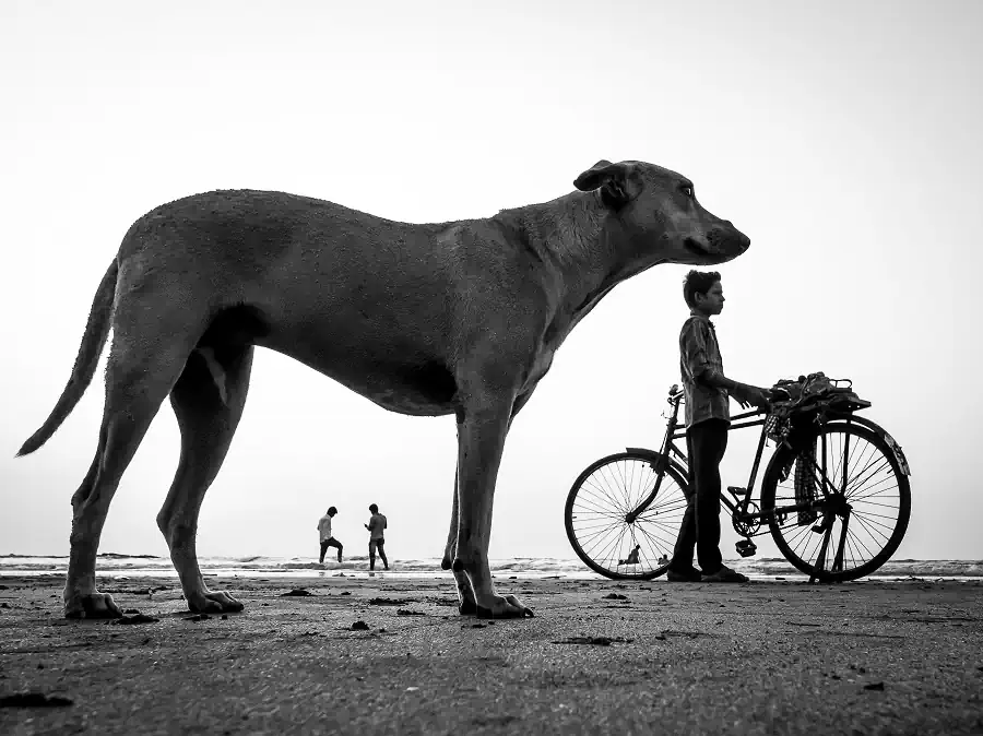 Street photography; Dog Story by Neenad Arul