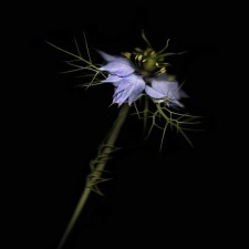 Nigella Blue-Anne Hoerter