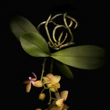 Orchid-Anne Hoerter