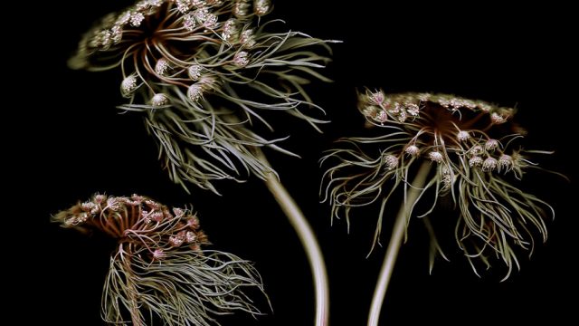 Photographing plants; Botanical by Áine