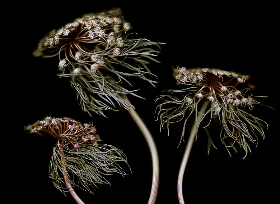 Photographing plants; Botanical by Áine