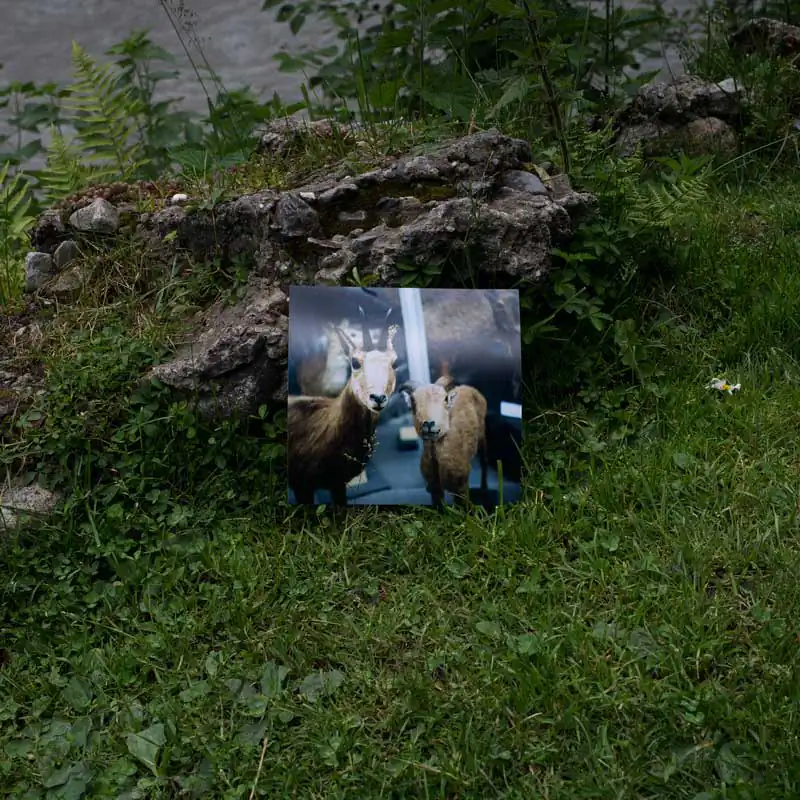 Natural habitat; Escape from the Museum of Zoology by Ani Zur