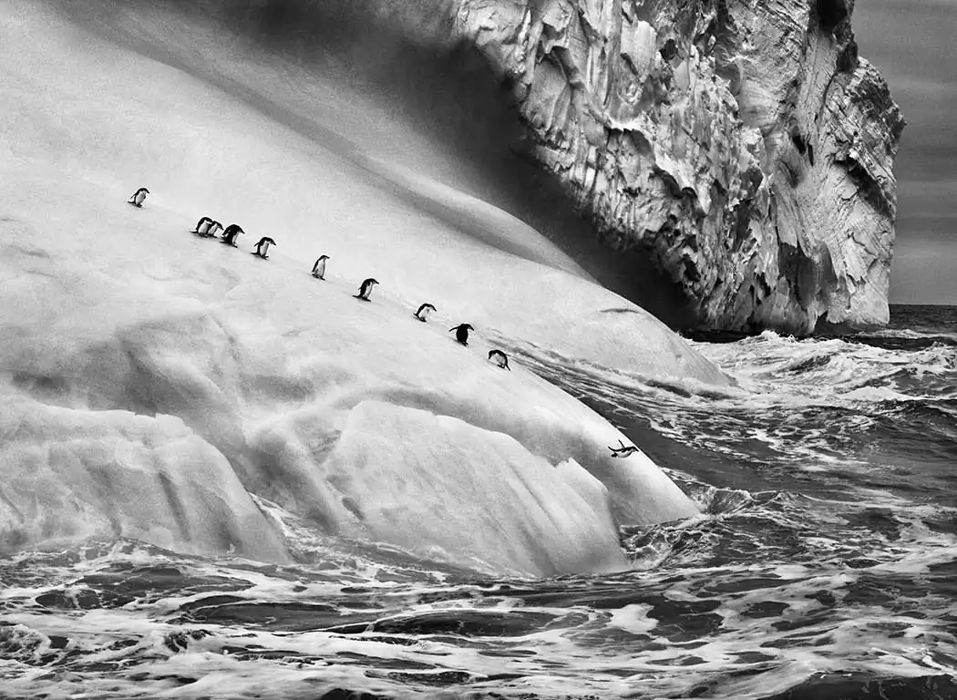 Sebastião Salgado – Genesis