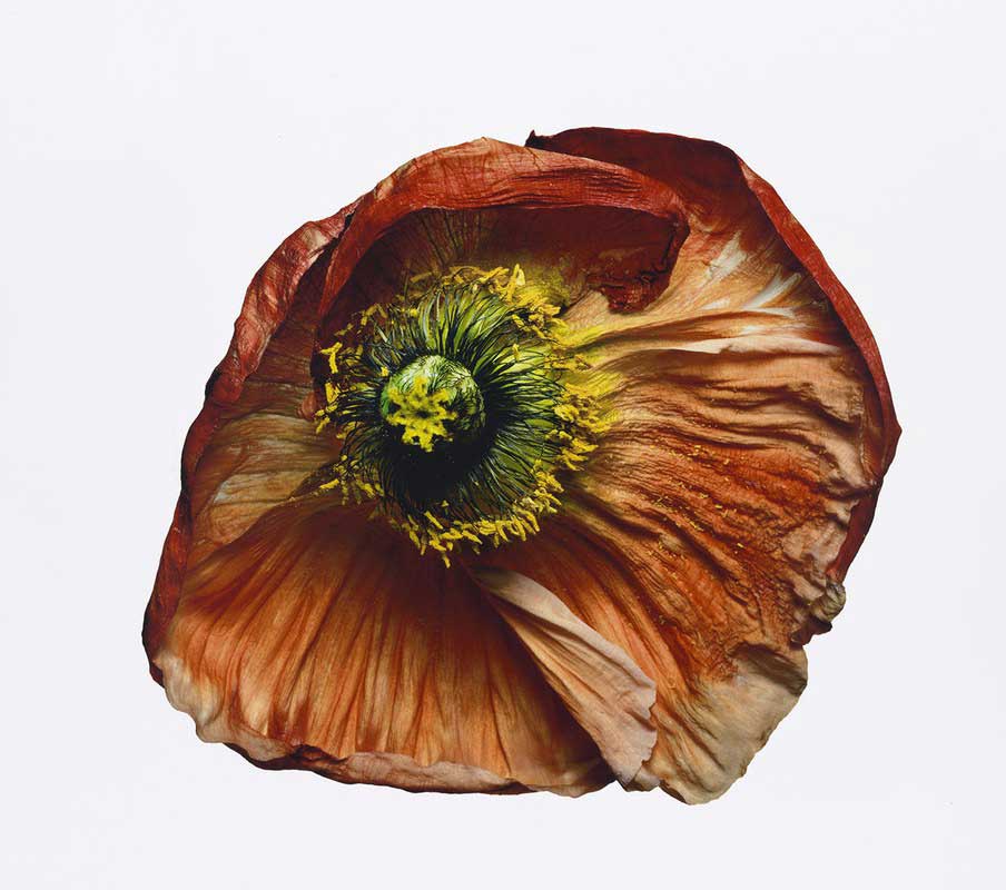 Iceland Poppy (B), New York, 2006 18 5/8 x 21 in. (47.3 x 53.3 cm.) Edition of 9 © The Irving Penn Foundation