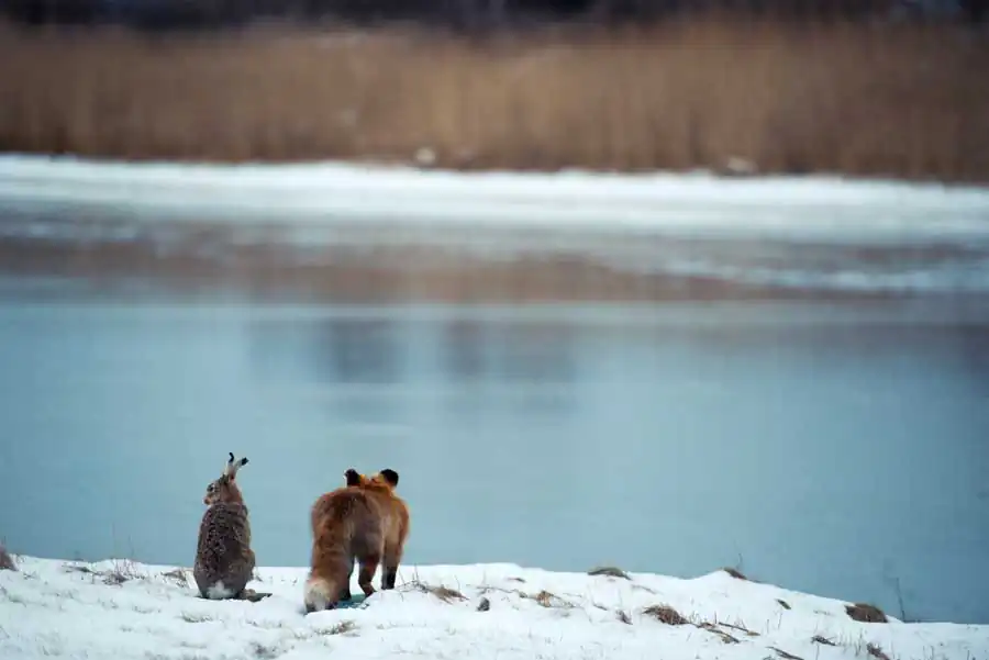 Back to Nature by Joakim Blomquist