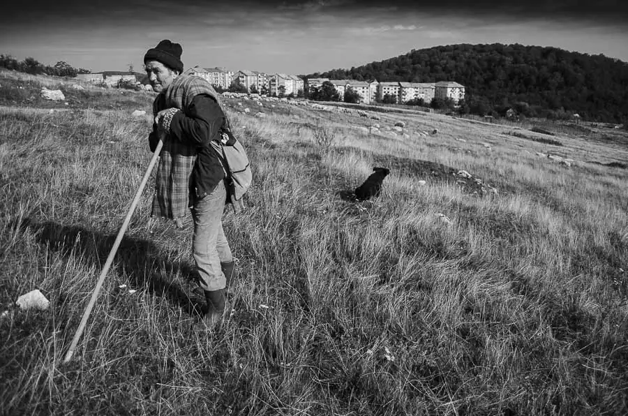 Nicolae is tending sheep pastures around the neighborhood "New Town" in Anina