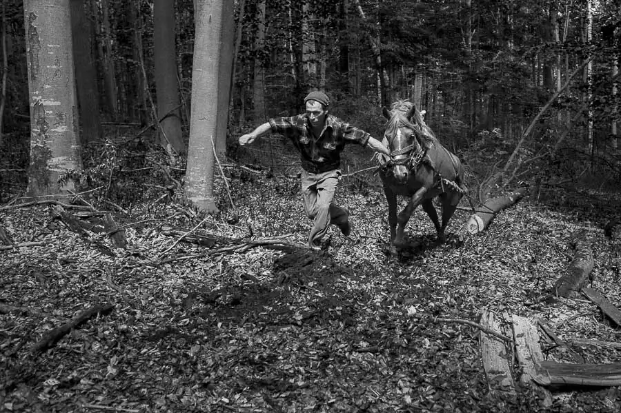 For Adrian, a resident of the neighborhood "New Town", one of the sources of income consists in collecting fallen dead wood from the forest and selling it