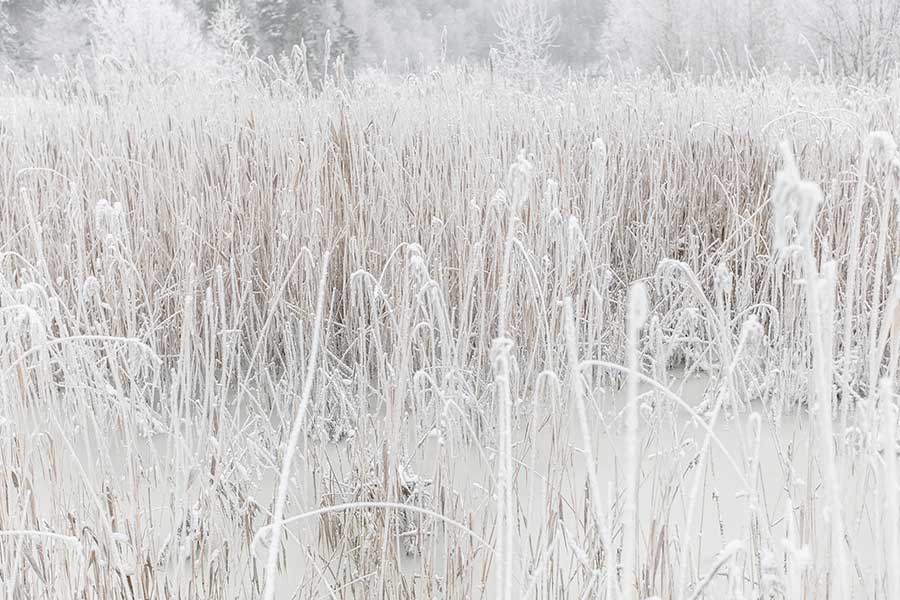 8-white_is_not_a_color_POP2166