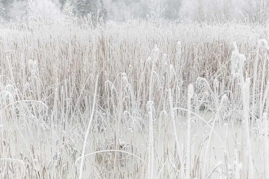 8-white_is_not_a_color_POP2166