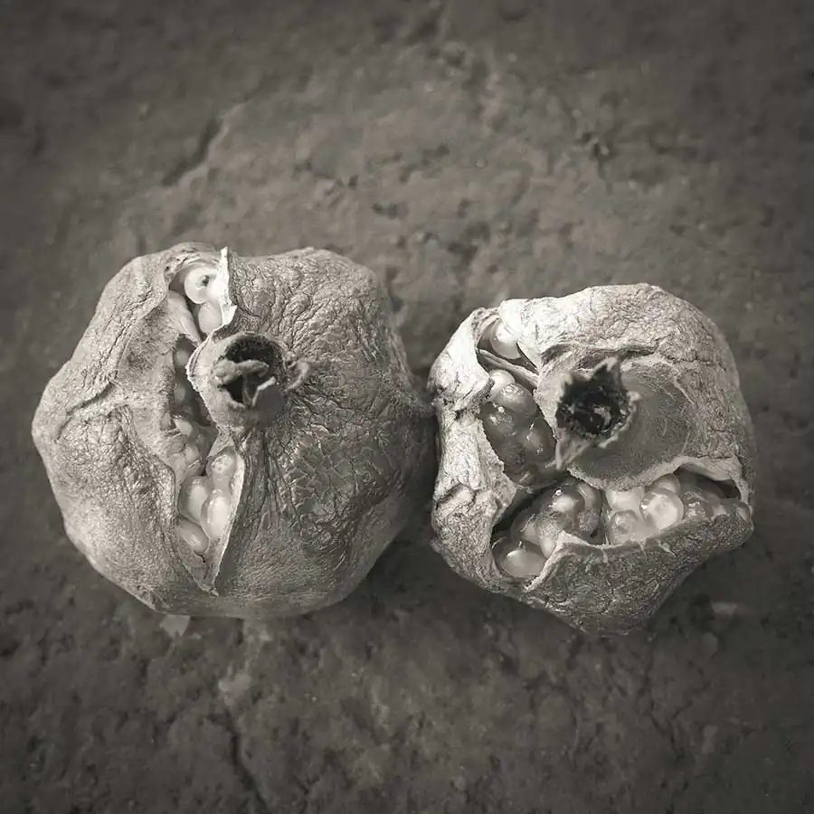 michiko_chiyoda_oshichi_14