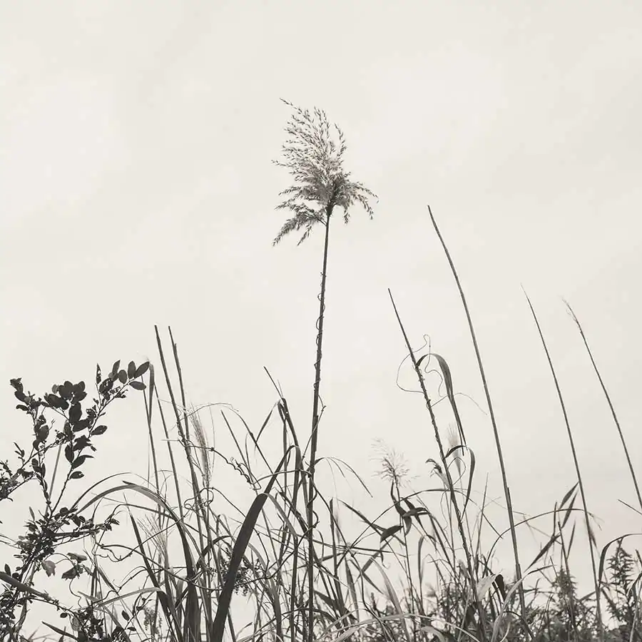 michiko_chiyoda_oshichi_16