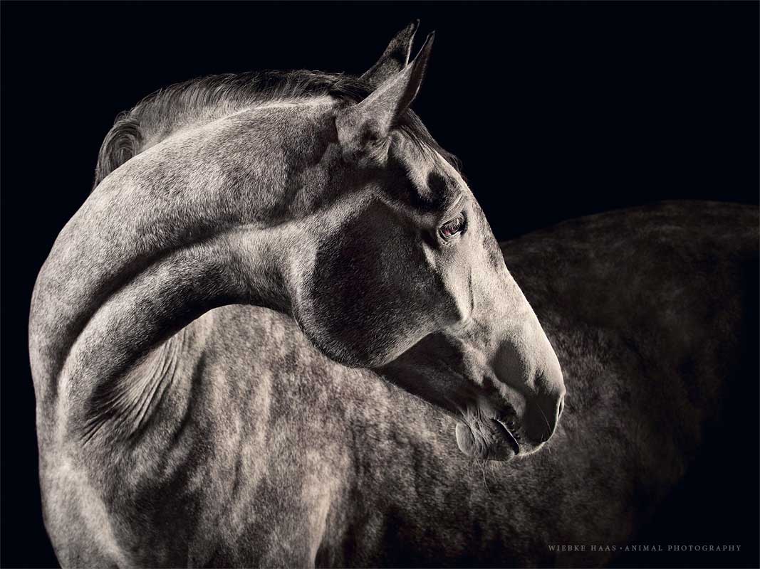 Wiebke Haas ; Fine art equine