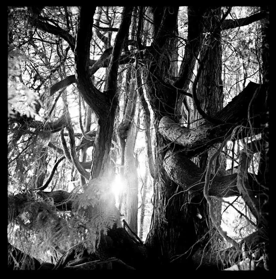 Oblique rays of light by Guillaume d´Hubert