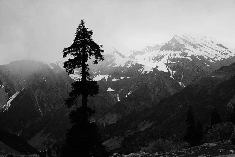 Ankita Majumder (17)