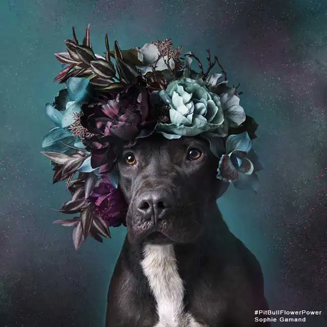 Sophie Gamand will present your first American solo exhibit during Photoville