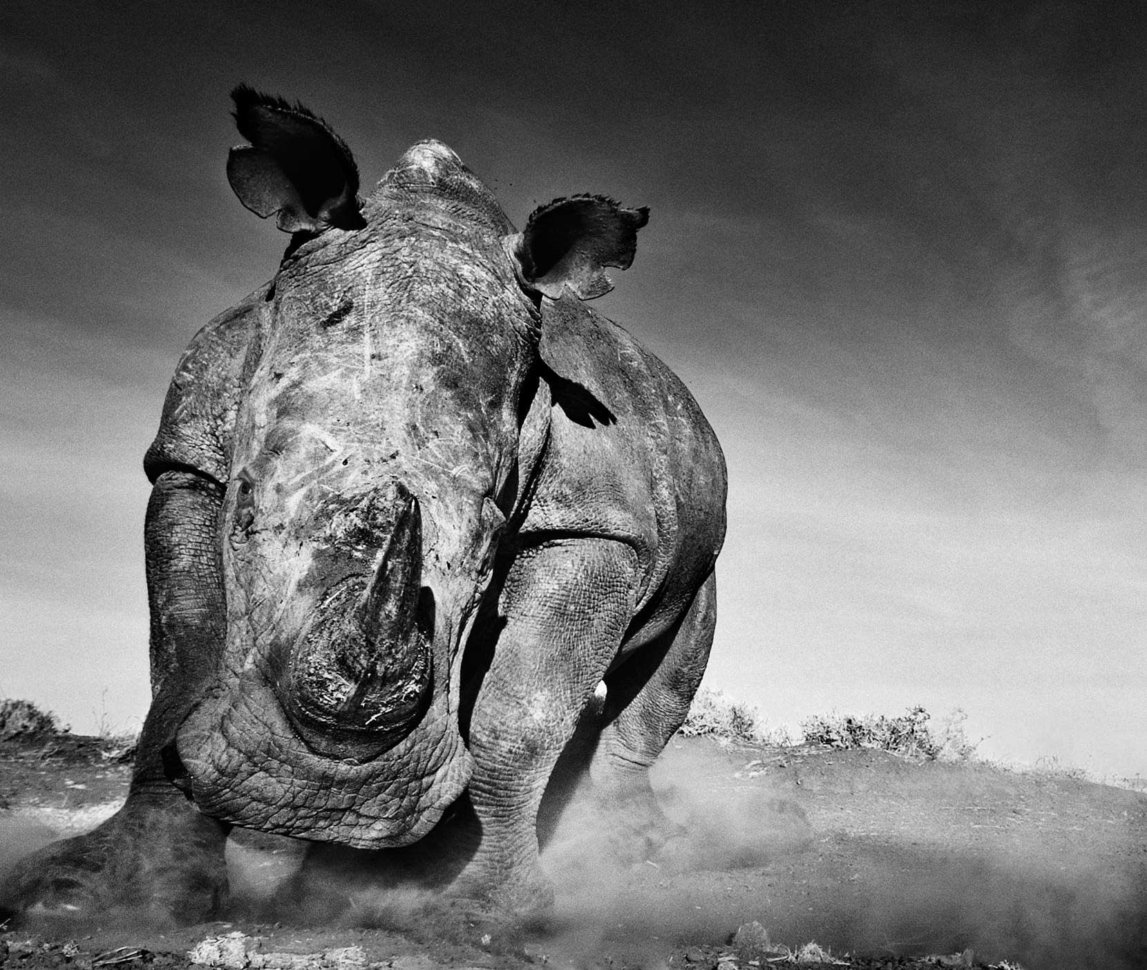 The new show of wildlife photographer David Yarrow Dodho