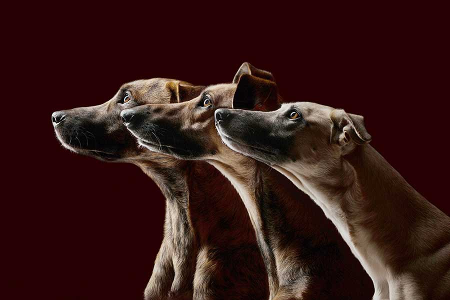 Nice Nosing You / Elke Vogelsang