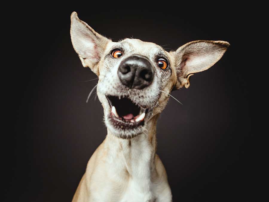 Nice Nosing You / Elke Vogelsang