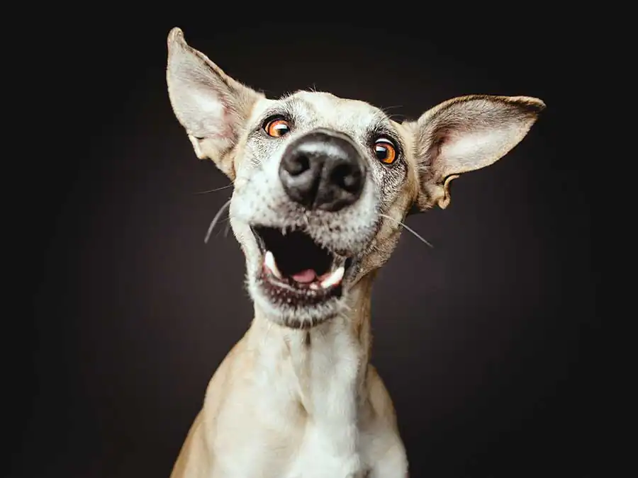 Nice Nosing You by Elke Vogelsang