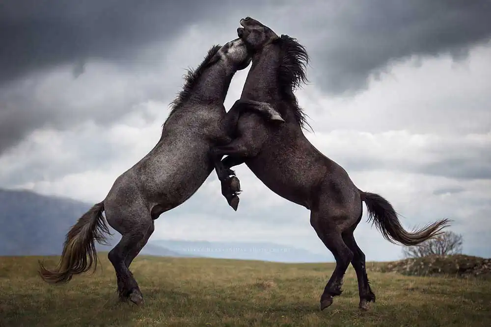 Wild Things by Wiebke Haas