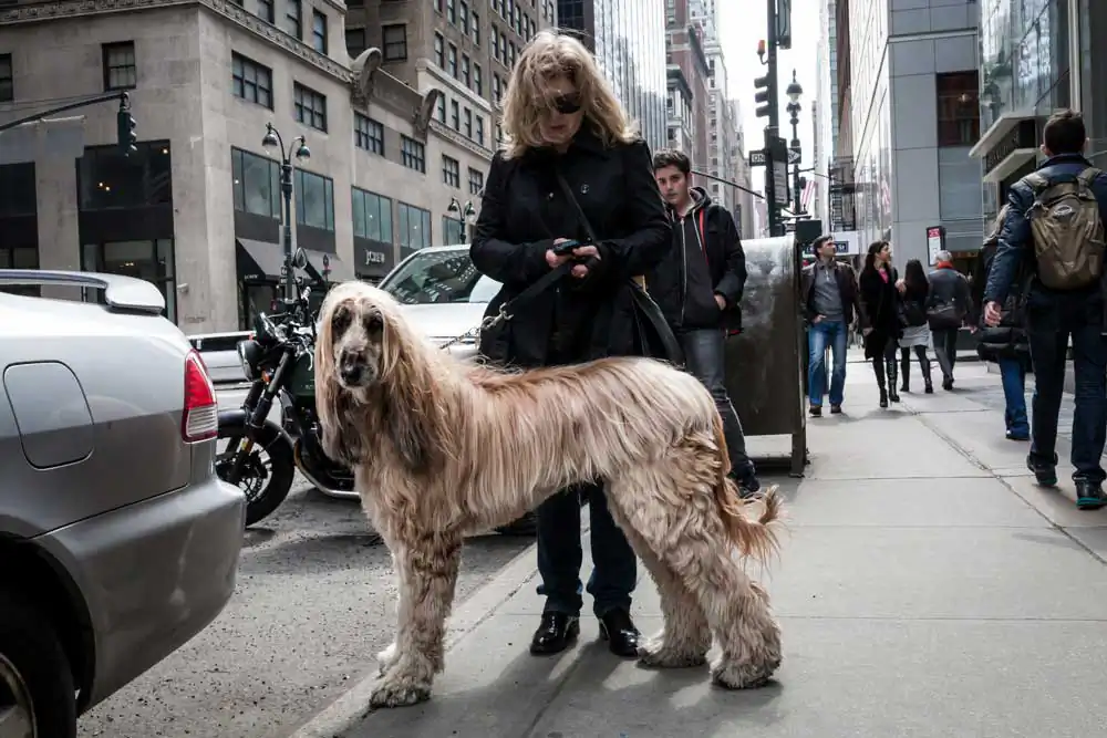 Marco Salvadori ; The Street, the largest photo shoot in the world.