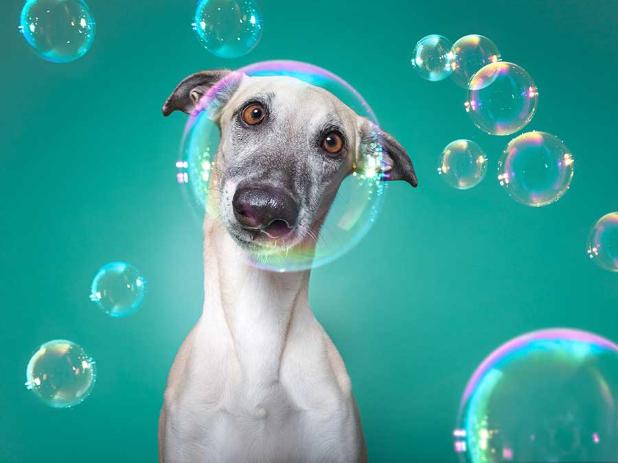 Nice Nosing You by Elke Vogelsang