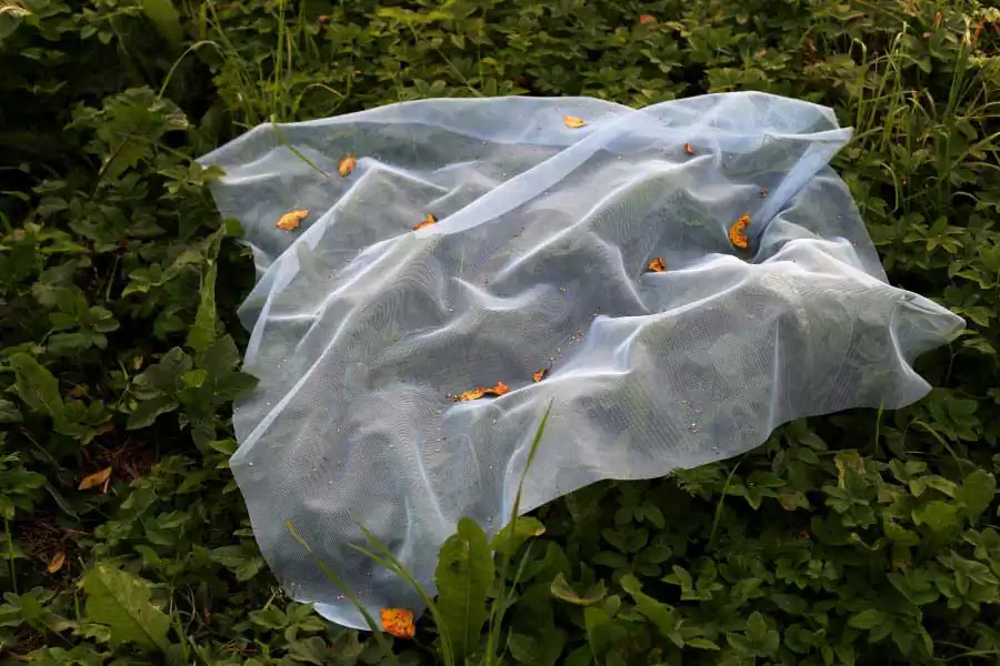 After the Firebird | Ekaterina Vasilyeva