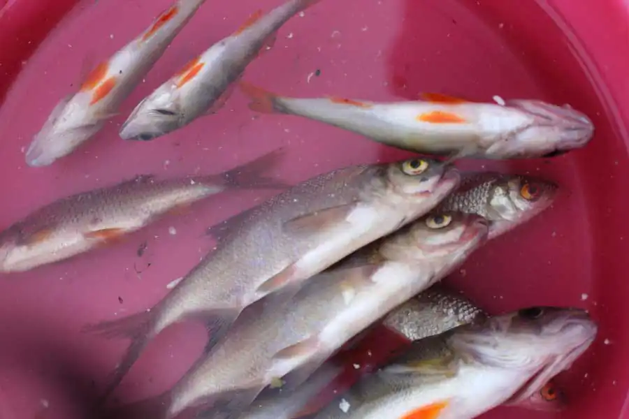 After the Firebird | Ekaterina Vasilyeva