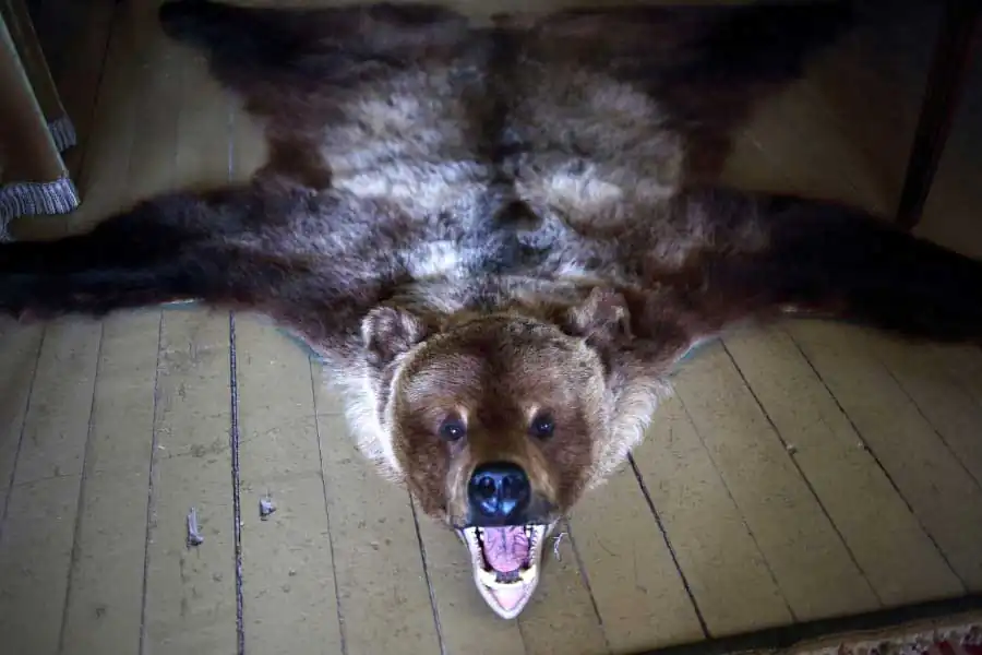 After the Firebird | Ekaterina Vasilyeva