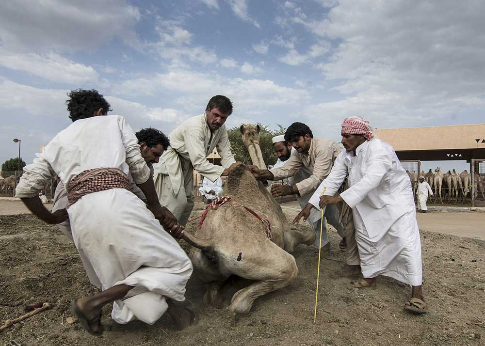 In conversation with camels | Abhishek Dasgupta