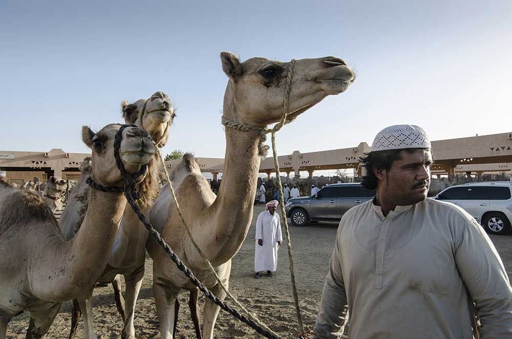 In conversation with camels | Abhishek Dasgupta