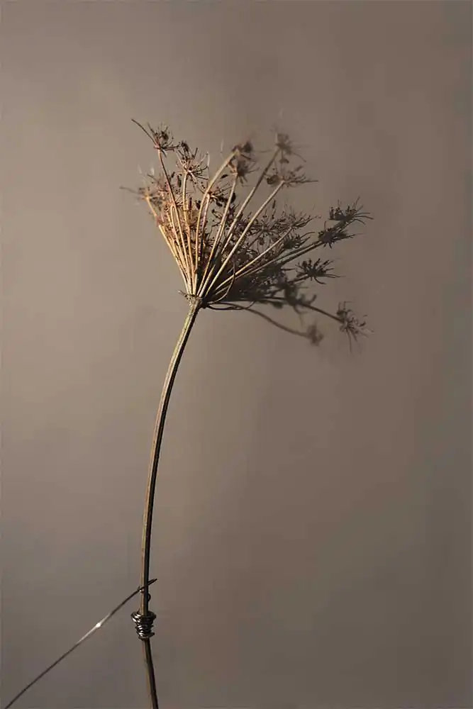 Disconnected | Alice de Kruijs