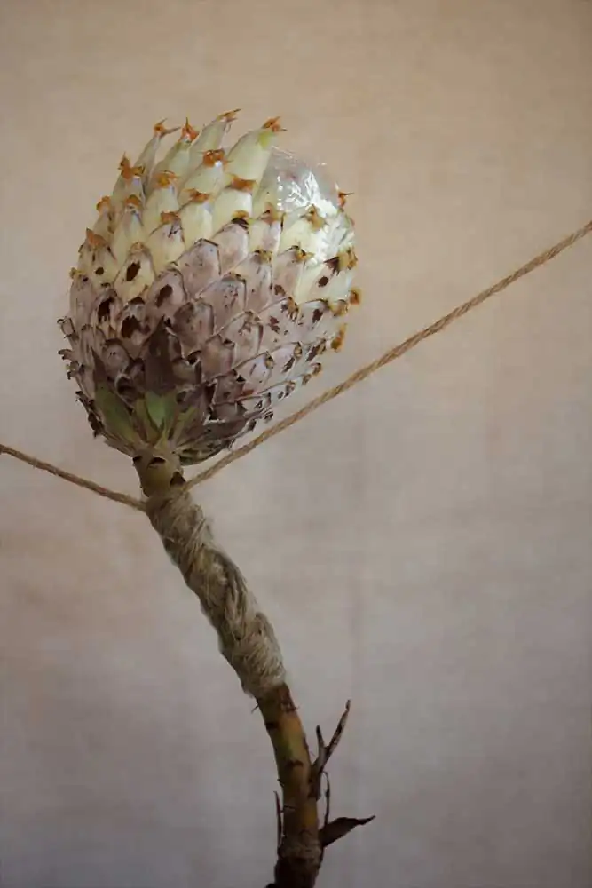 Alice-de-Kruijs-Disconnected-7a