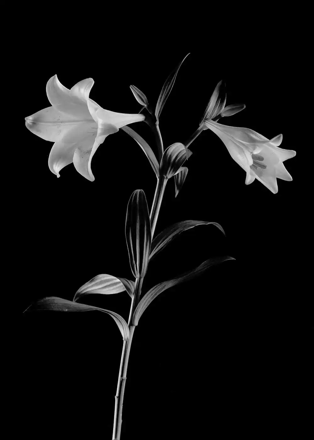 Herbarium by Guillaume d’Hubert