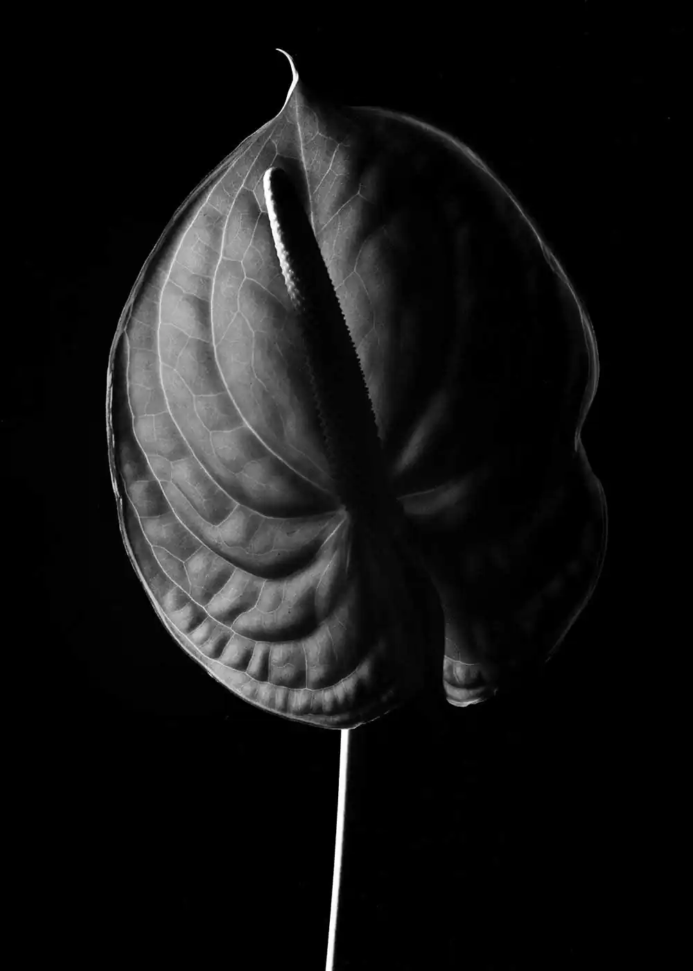 Herbarium | Guillaume d’Hubert