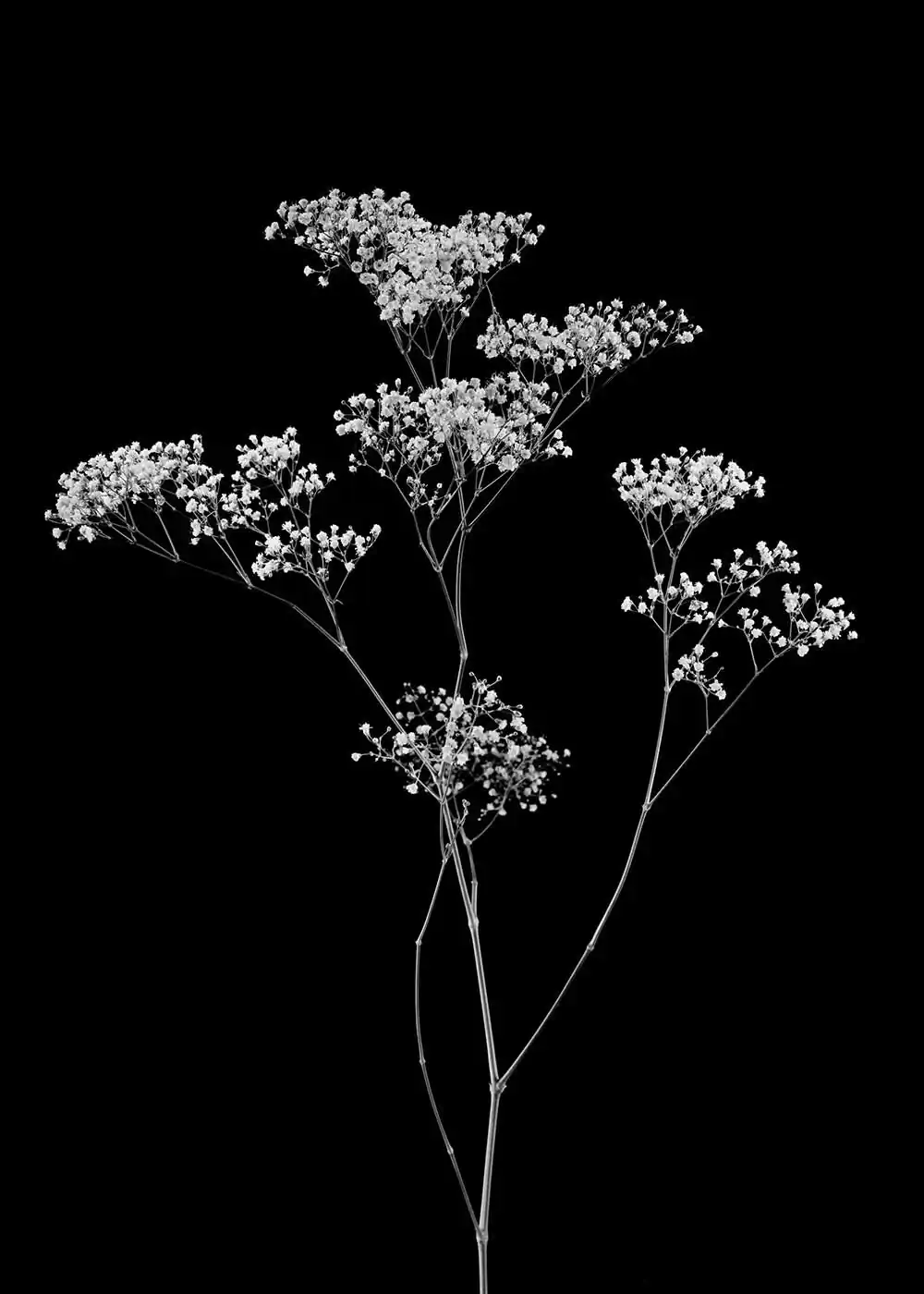 guillaume_dhubert_herbarium_003