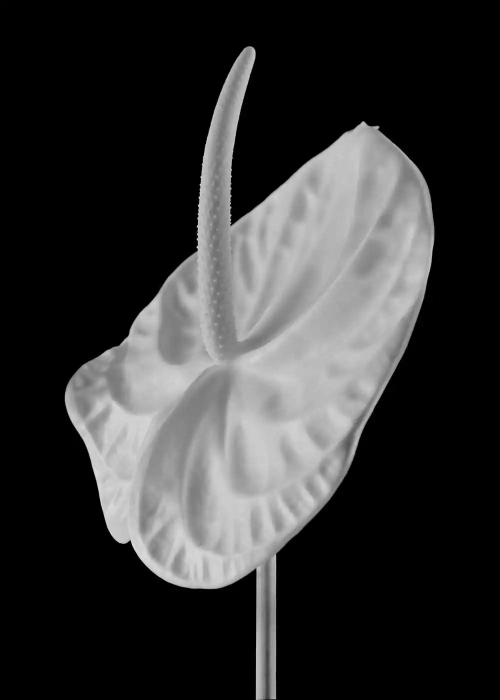 guillaume_dhubert_herbarium_004