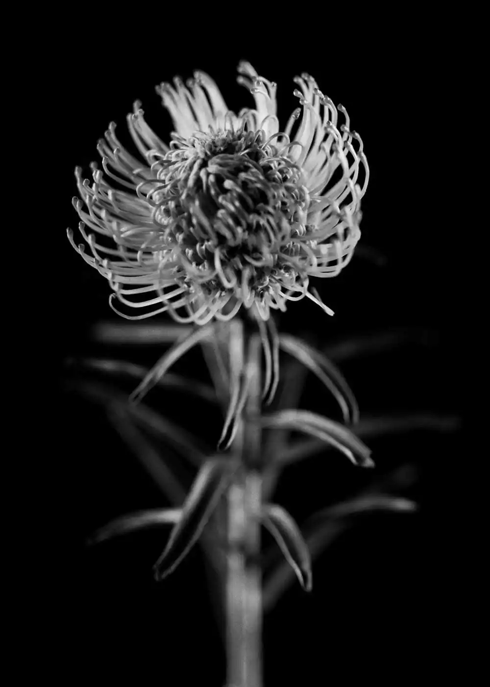 guillaume_dhubert_herbarium_008