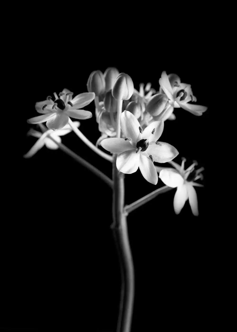 guillaume_dhubert_herbarium_010