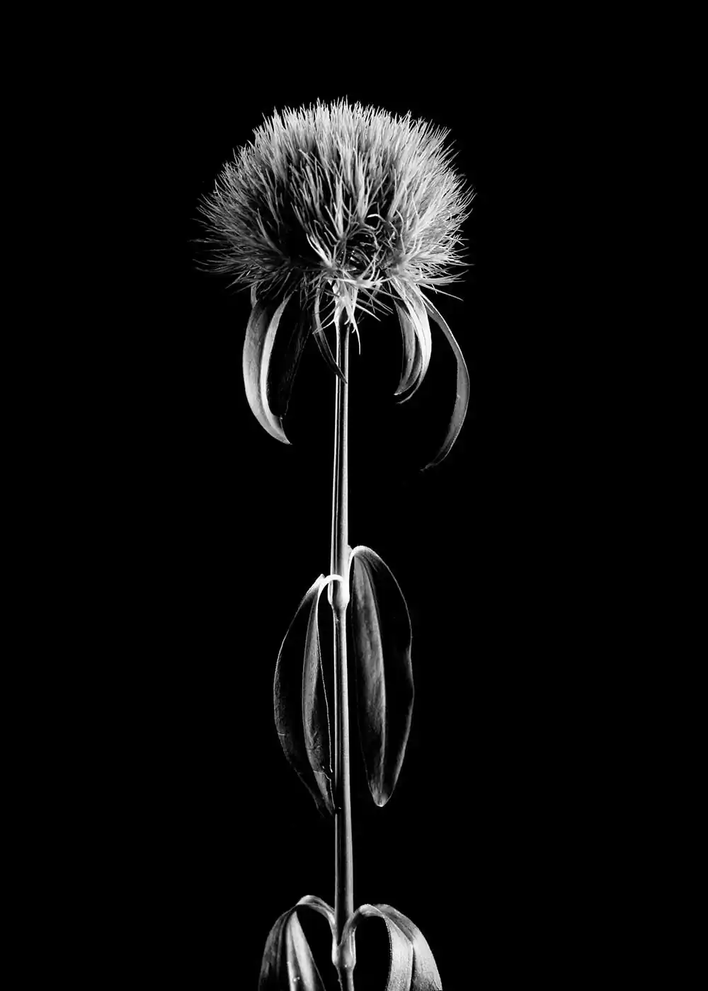 guillaume_dhubert_herbarium_011