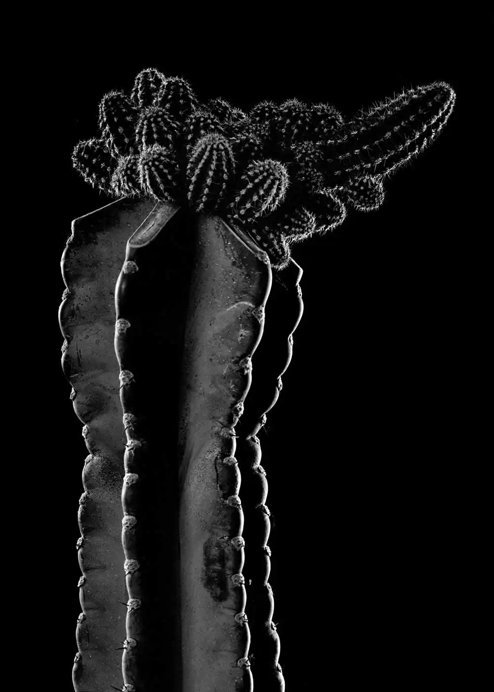 guillaume_dhubert_herbarium_013